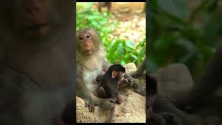 Monkey species: Helps reduce stress, tension, and anxiety.