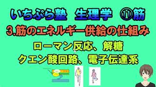 【いちぷら塾】生理学　11 筋　3 筋のエネルギー供給の仕組み　ローマン反応、解糖、クエン酸回路、電子伝達系収縮の仕組み