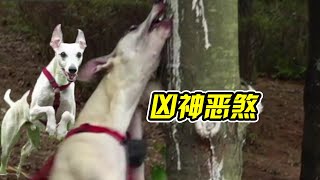 惡犬出門見人就咬，身強力壯的男主人被拖在地上爬，訓犬師卻說狗子很正常