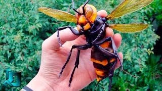 Five of the most horrible insects!  The horror of killing bees!