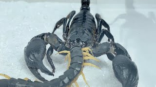 雨林蝎捕食蜈蚣 scorpions fiercely prey on centipedes. Heterometrus spinifer eat centipedes