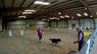 Border Collie Sparky AKC Master Standard