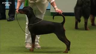 Best of Breed, Working Group|DOBERMANN|