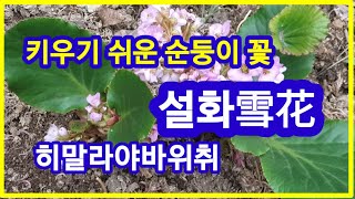 설화 雪花,키우기 쉬운 순둥이 꽃.히말라야바위취,시베리아바위취