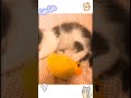 01_ cute and funny cats and dogs videos compilation _ short