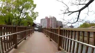 八分咲きの甲突川河畔の桜 ママチャリ散歩（高見橋から天保山橋、そして南洲橋）