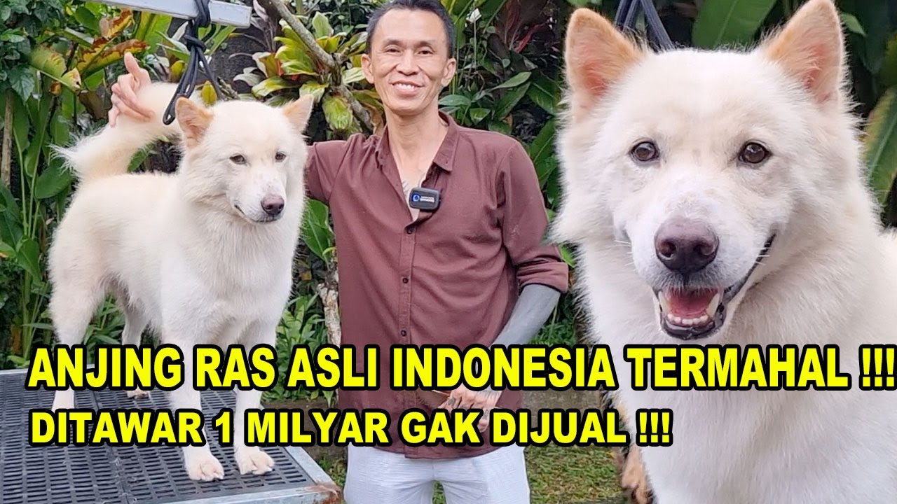 Anjing Asli Indonesia TERMAHAL Se-Dunia !!! - Anjing Kintamani Bali ...