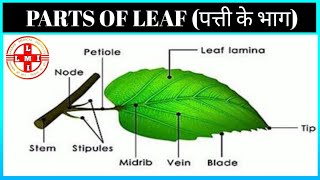 Parts of Leaf ll पत्ती के भाग।।पत्ती की रचना || 🌿🍀🌿 🍀🌿