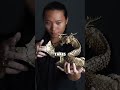 The Art of Qin Kun’s Origami Masterpieces (Credit: 折纸的那个秦坤/douyin) #shorts