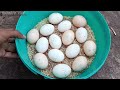 കോഴിയെ ഇങ്ങനെയും അടവെക്കാം🐔🥚കോഴിയെ ഇങ്ങനെ അടവെച്ച് നോക്കൂ കോഴിപ്പേൻ വരില്ല. എല്ലാ മുട്ടകളും വിരിയും