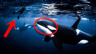 8 Orca Encounters You Really Shouldn't Watch