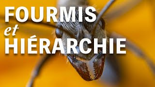 Hiérarchie et Fourmis