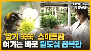 도심 공실도 줄이고 농사도 짓고/대전MBC