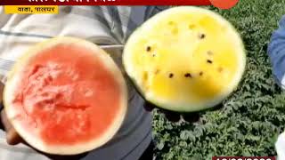 Palghar Wada Yellow Melon Grown