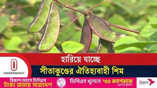 ফলন কম ও সময় বেশি লাগার কারণে আগ্রহ হারাচ্ছেন কৃষকেরা | CTG Local Bean | Independent TV