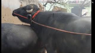 युवराज बुल का बेटा भैंस के साथ क्रॉसिंग buffalo meeting animals crossing video