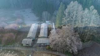 立屋の桜＆番所の桜山