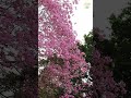 紅花風鈴木盛開 香港 賞花 紅花風鈴木 攻略 自由行 黃花風鈴木 vlog