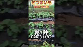 【急遽】雨が止んだので、さつまいもエリアを耕作しました　#さつまいも　#sweetpotato