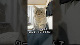 我が家のクール❓な猫のお出迎えがこちらです💁　#猫　#ねこ　#マンチカン　#shorts    #cat   #猫動画   #猫のいる暮らし   #猫好きさんと繋がりたい   #ねこのいる生活