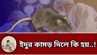 ইঁদুরে কামড়ালে কী করবেন | ইঁদুর বা চিকা কামড়ালে কি করবেন | জলাতংকের ভ্যাকসিন দেওয়া কি জরুরী