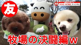 いぬ友達と楽しいドッグラン　トイプードル・ポメラニアンとの遊び　犬同士の遊び　DOG HOME トリミングサロン TOY POODLE  SPTIZ  Zwergspitz  Pomeranian