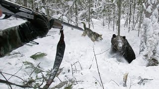 💥/ТАЕЖНАЯ ДРАМА/  ПЕС не смог простить предательства человека/