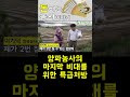 한국농수산tv 마지막 양파의 비대를 위해 준비해야 할 것