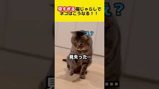 【予想以上の高速猫じゃらしに、ひく猫笑ピノくん】#shorts