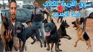 سوق القريعة الحيوانات الأليفة افضل و اقوى انواع الكلاب الحراسة و الصيد بالدار البيضاء #dog