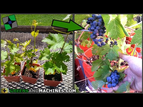 What month grapes ripen?
