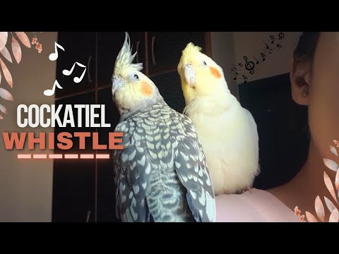 Cockatiel Whistling Cockatiel Whistling Jingle Bells Hand Tamed