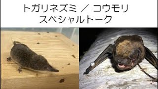 円山動物園スノーフェスティバル2023動物専門員トークショー（保全編）　トガリネズミ・コウモリ