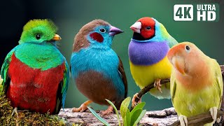 Most Beautiful Birds in the World | Breathtaking Beauty of Earth's Most Exquisite Birds | Relaxation