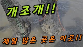 [개조개 졸업식] 개조개는 여기가 제일 많습니다. #해루질