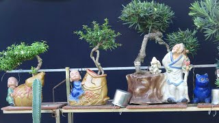 TẠO DÁNG VĂN NHÂN - BƯỚC CƠ BẢN LÀM CÂY TỪ HẠT CHƠI BONSAI MINI .