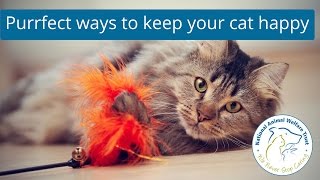 Webinar: Purrfect ways to keep your cat happy