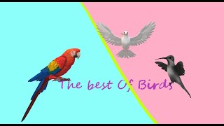 TBP l The Best of Birds