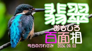 翡翠おもしろ百面相　今日のかわせみ　2024 09 03