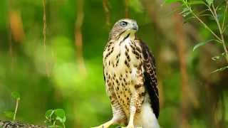 鳳頭蒼鷹幼鳥找下午茶