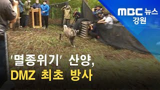 2021. 10. 15 [원주MBC] '멸종위기' 산양, DMZ 최초 방사