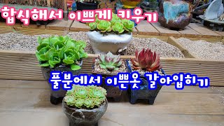 22.10.25.프리티우먼은 합식 미쪼리님 육이집 바꾸어주기