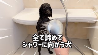 お風呂嫌いな愛犬がすべてを諦めてシャワーに向かって行く姿を見てあげてください！