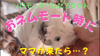 ソロモンオウムたろちゃん　おネムモード時にママが来たら…？　If mama came when the cockatoo was in sleepy mode ...?