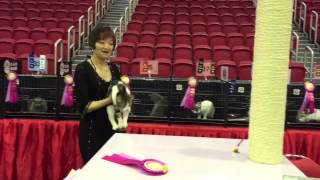 HKICC Cat Show 2015 with Etsuko Hamayasu