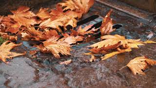 Sleep Music Piano & Rain Sound - Autumn Rain Relaxing Music ,  Beautiful Piano Music