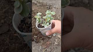 Jade plant tips #jadeplantcare #beginnerfriendly #plants #shortvideo #jadeplantcaretips