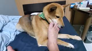 舐め犬ノグリ 次の日も(笑)  Licking dog Noguri The next day (Www)  Hund Noguri lecken Am nächsten Tag (lacht)