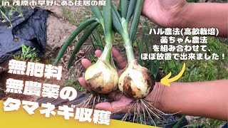 無肥料無農薬のタマネギ収穫【里山再生・土壌改善・開拓型農業アクティビティ里山体験受付中】