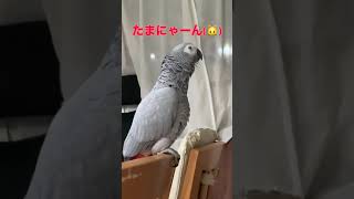 おにゃんを呼ぶヨウムの金太郎🐦🐱